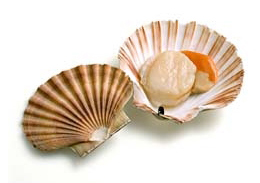 jakobova kapica