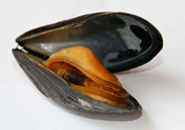dagnja